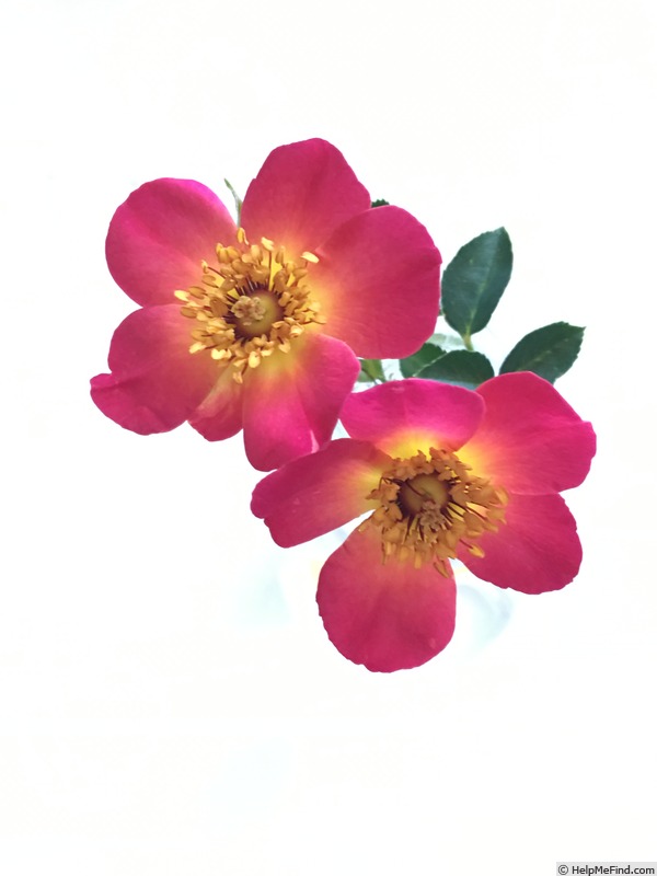 'Violet Hour ™' rose photo
