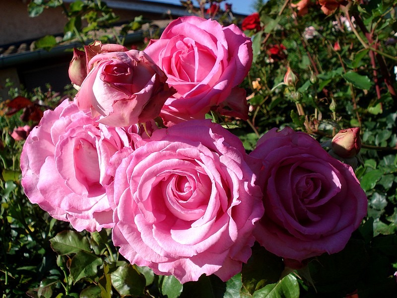 'Alterarosa ®' rose photo