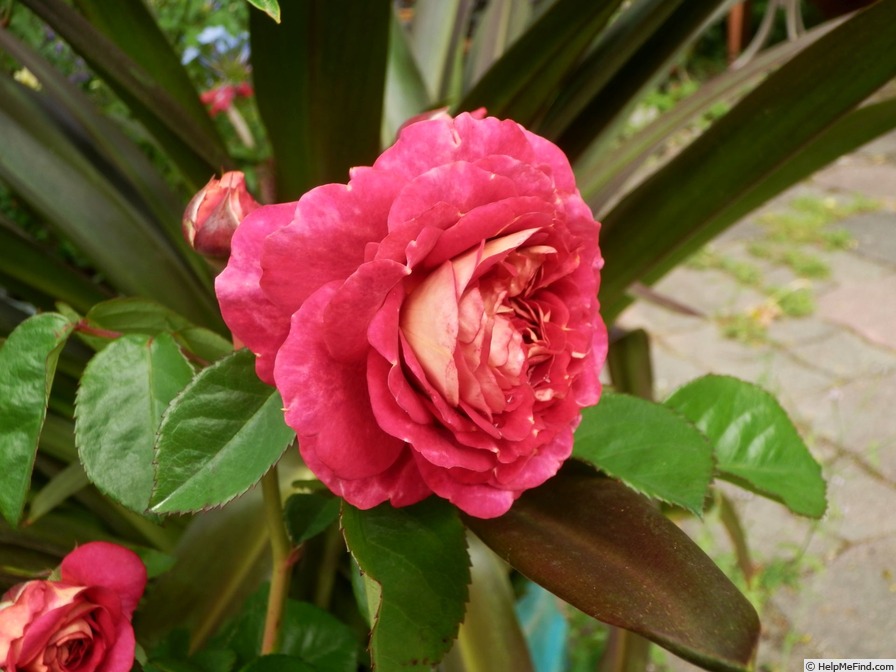 'Die Sehenswerte ®' rose photo