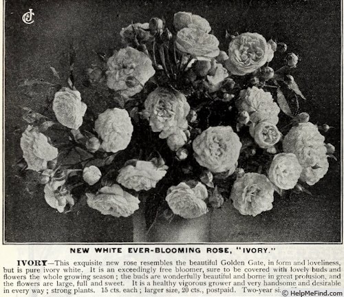 'Ivory (tea, Durfee, 1901)' rose photo