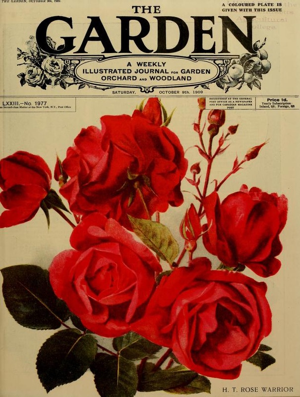 'Warrior (hybrid tea, Paul, 1906)' rose photo