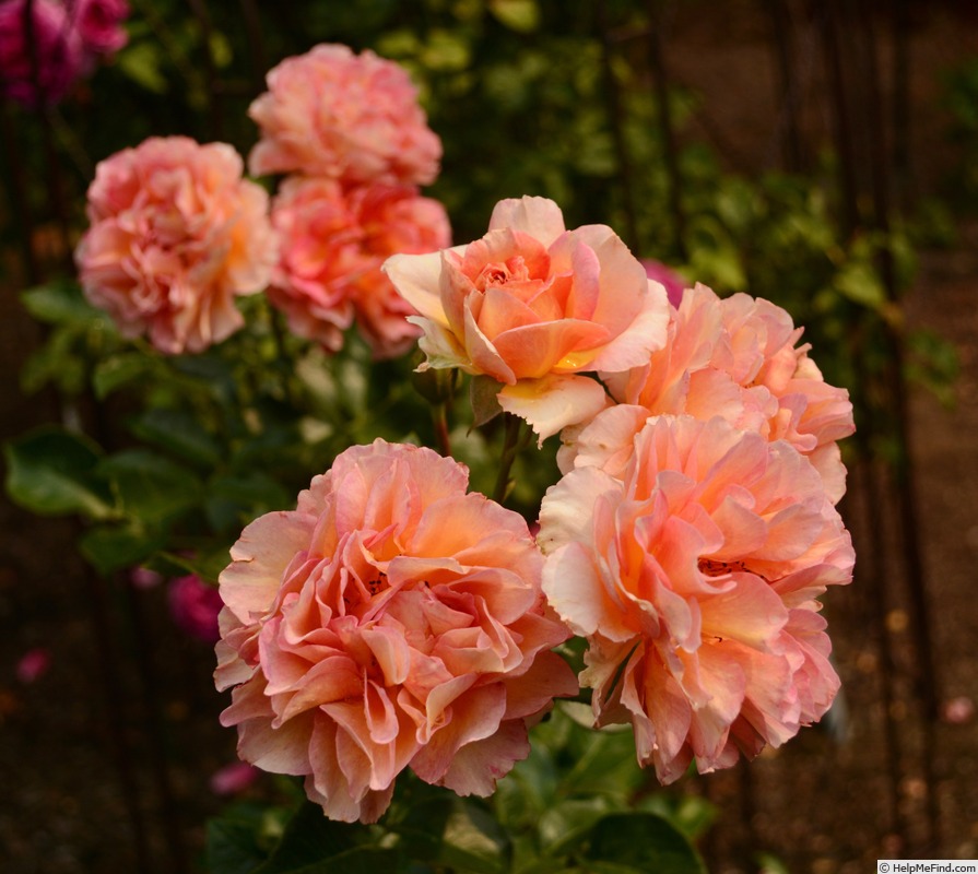 'La Parisienne ™ (grandiflora, Delbard 2009)' rose photo