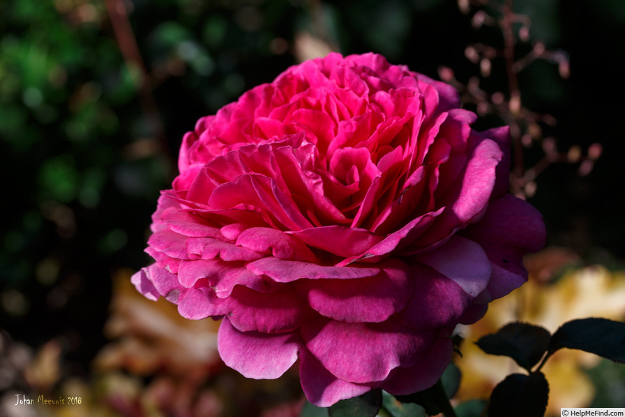 'Laudatio ®' rose photo