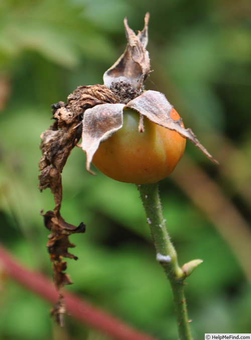 'Hippolyte Jamain (hybrid perpetual, Lacharme, 1874)' rose photo