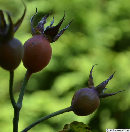 'Schwarzer Samt' rose photo