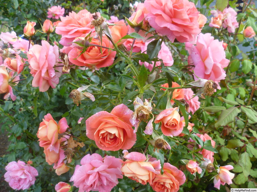 'Sommersonne (shrub, Kordes 1998)' rose photo