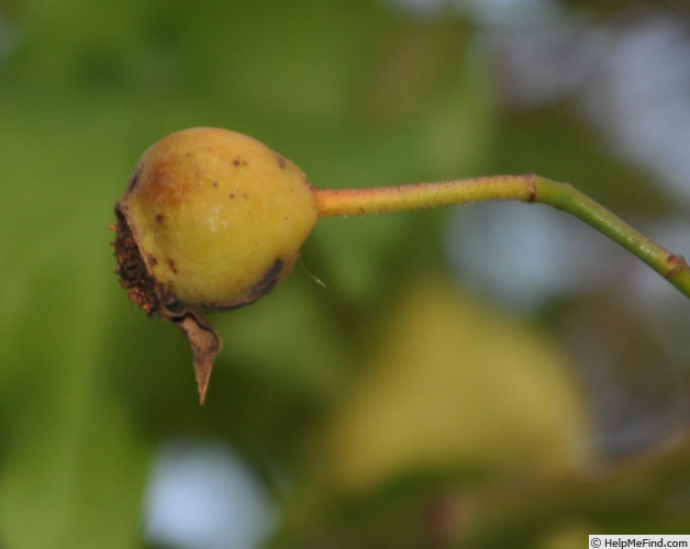 'Marie Robert (noisette, Cochet, 1893)' rose photo