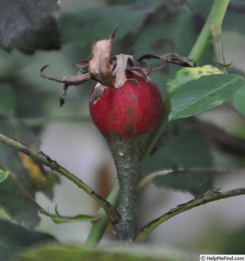 'Marbrée (Portland, Robert, 1858)' rose photo