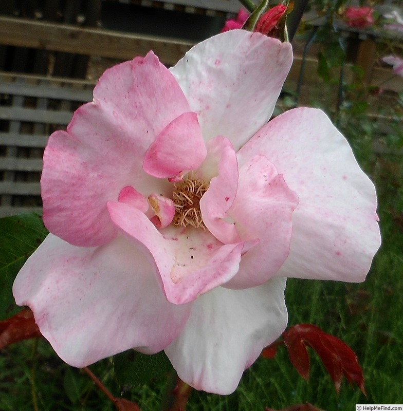'Aunt Ruth' rose, click to enlarge 'Aunt Ruth' rose photo