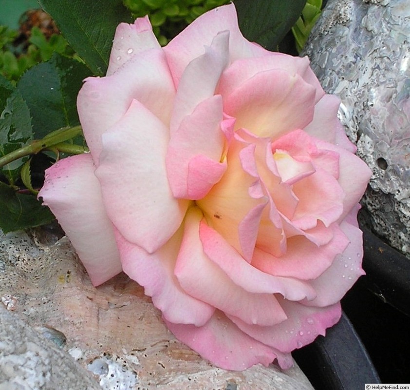 'Our Pearl' rose photo