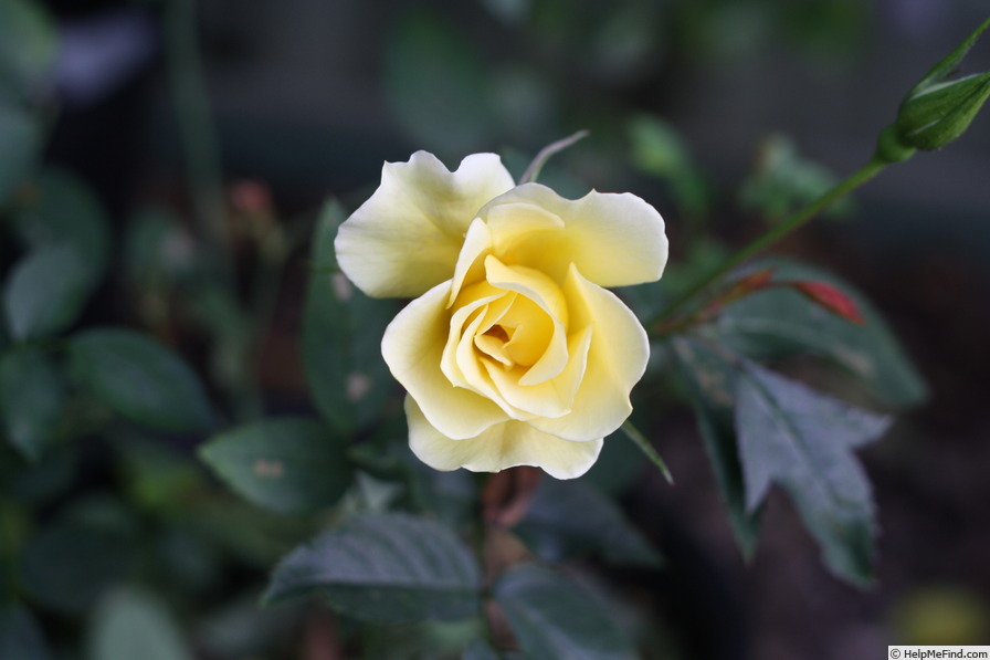 'Our Kiera' rose photo