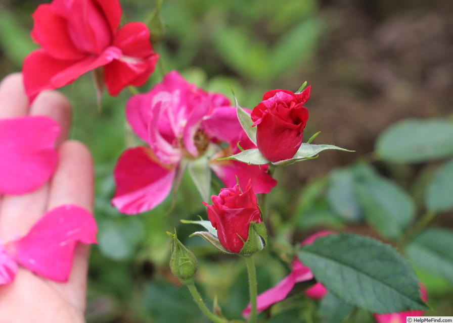 'Rosemarie (mini-flora, Anthony, 2015)' rose photo