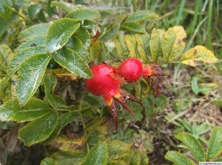 '<i>Rosa</i> X <i>micrugosa</i> 'Alba'' rose photo