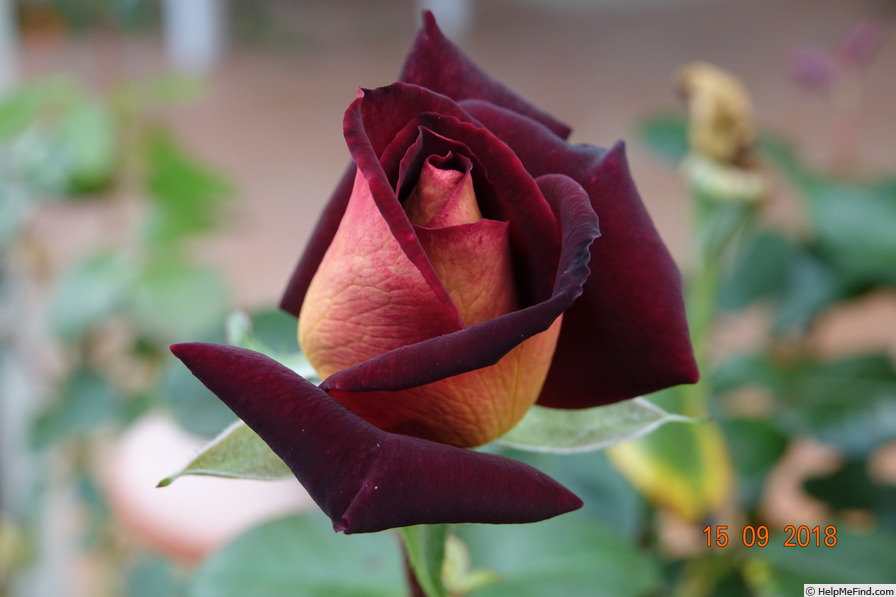 'Black Gold (hybrid tea, Meilland before 2008)' rose photo