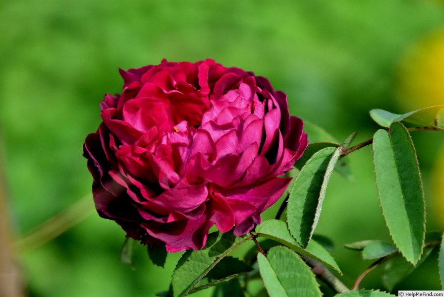 'Rose du Roi à Fleurs Pourpres' rose photo