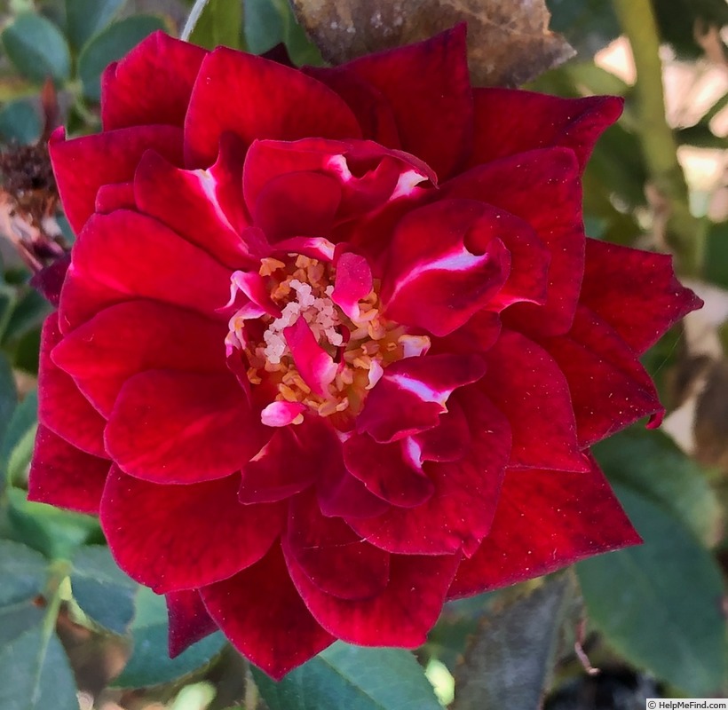 'Crimson Promise' rose photo
