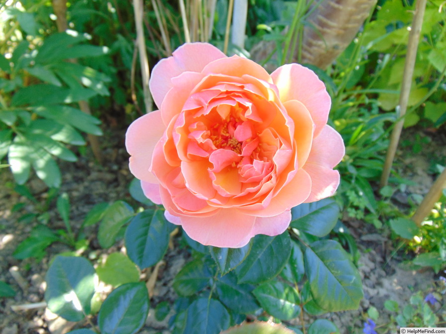 'Gret's Joy' rose photo