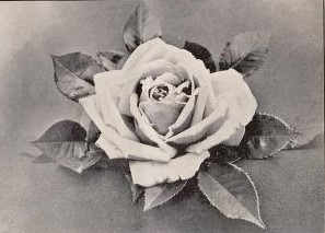 'Captain Christy (hybrid tea, Lacharme, 1873)' rose photo