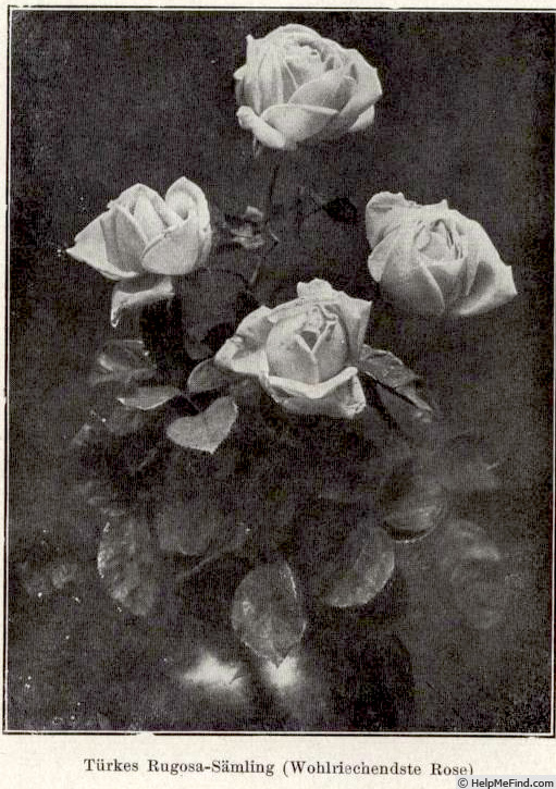 'Türke's Rugosa Sämling' rose photo