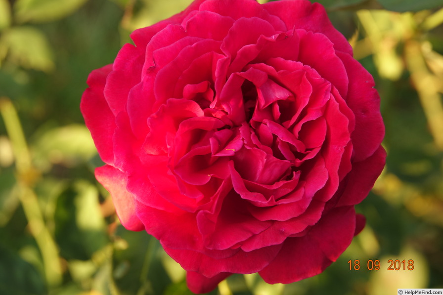 'Konrad Adenauer' rose photo