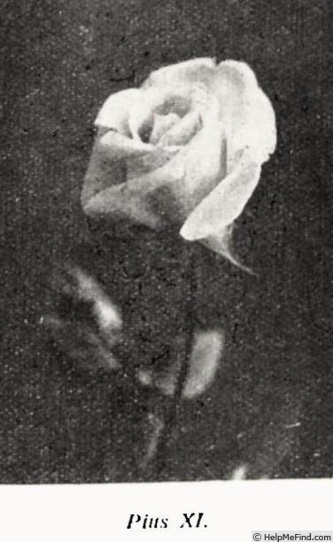 'Pius XI' rose photo