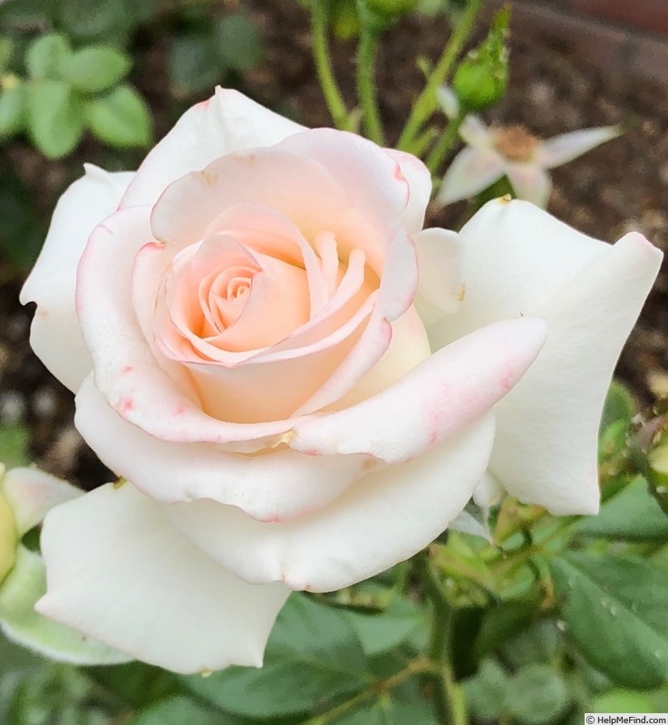 'Choose Life' rose photo