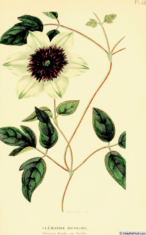 'C. florida 'Bicolor'' clematis photo