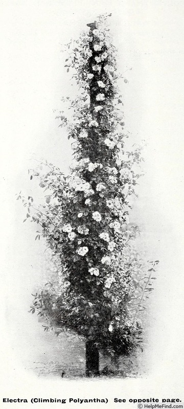 'Electra (rambler, Veitch, 1900)' rose photo