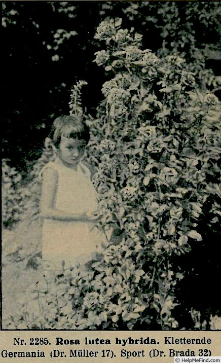 'Germania (hybrid lutea, Dr. Müller, 1917)' rose photo