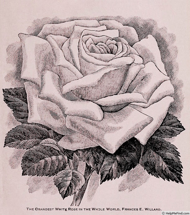'Frances E. Willard' rose photo