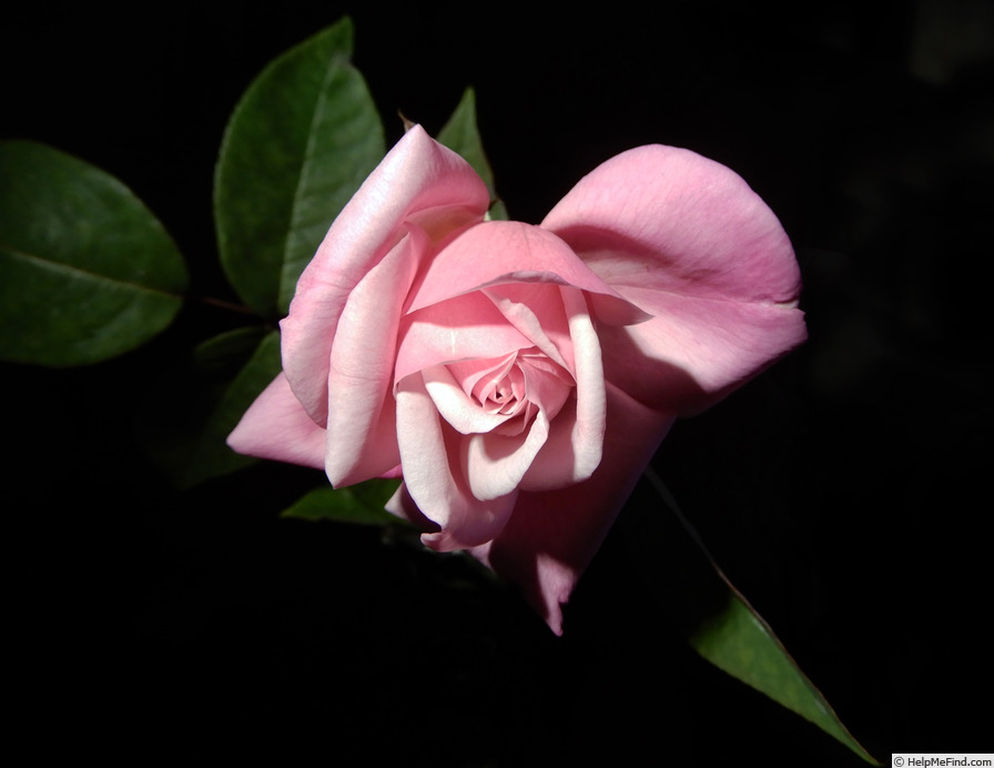 'Madame Lambard' rose photo