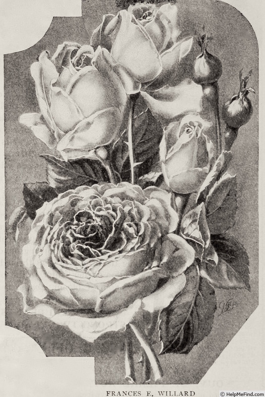 'Frances E. Willard' rose photo