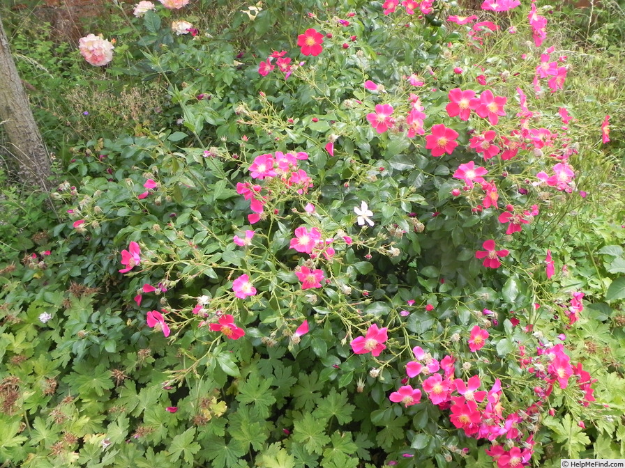 'Purple Haze ® (shrub, Evers/Tantau, 1993)' rose photo