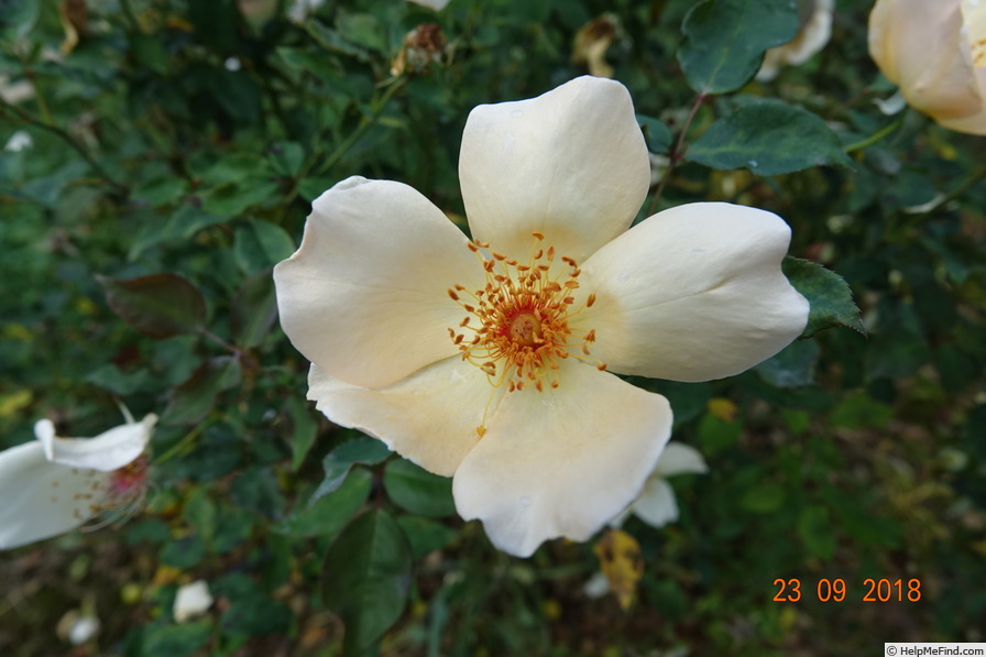 'Mrs. Oakley-Fisher (Hybrid Tea, Cant, 1921)' rose photo