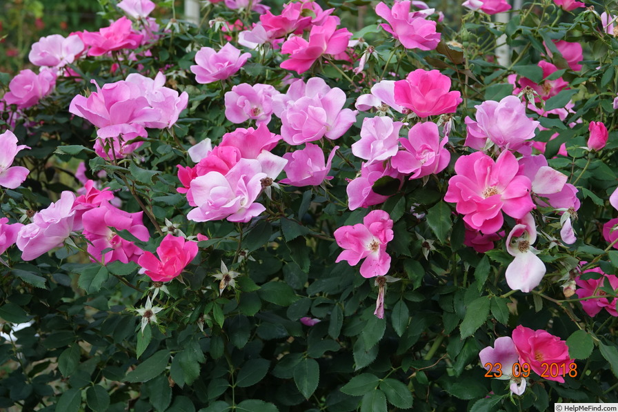 'Pink Knock Out ® (floribunda, Meilland, 2000)' rose photo