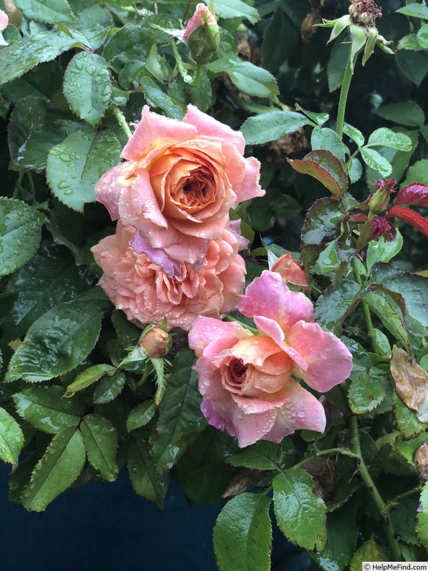 'Rosie The Riveter ™' rose photo