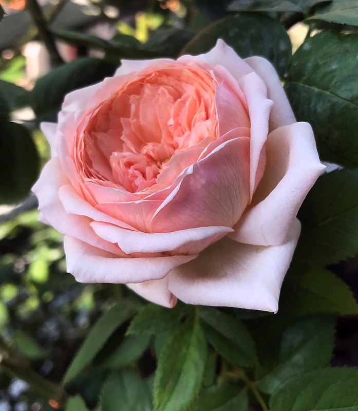 'Charles de Nervaux ®' rose photo