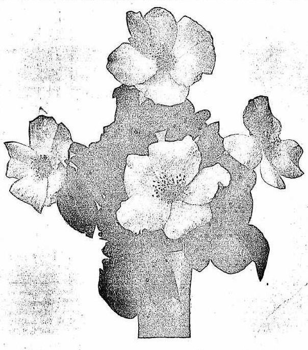 'Jessie Clark' rose photo