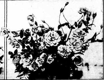 'Agnes Barclay' rose photo