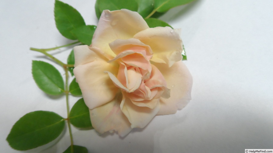 'Madame E. Souffrain' rose photo