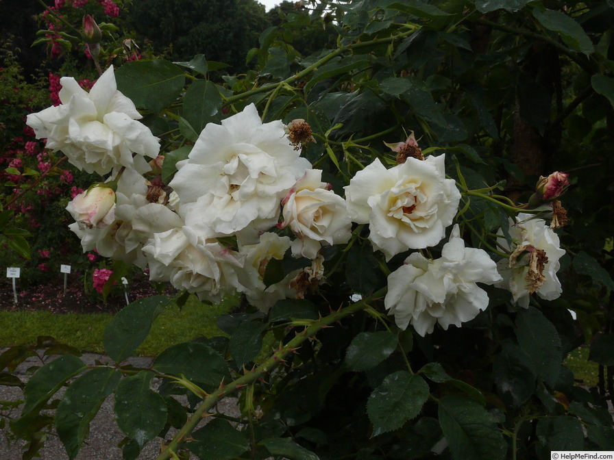 'Chastity' rose photo