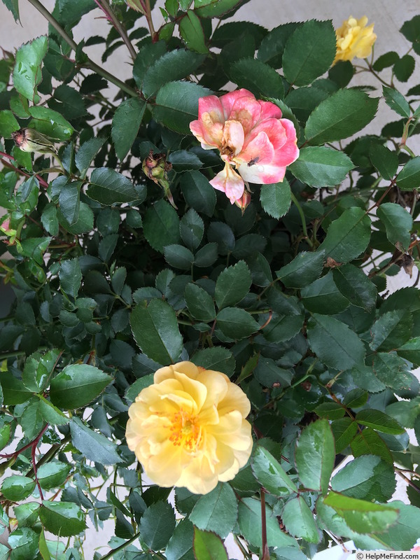 'MEIlowmye' rose photo