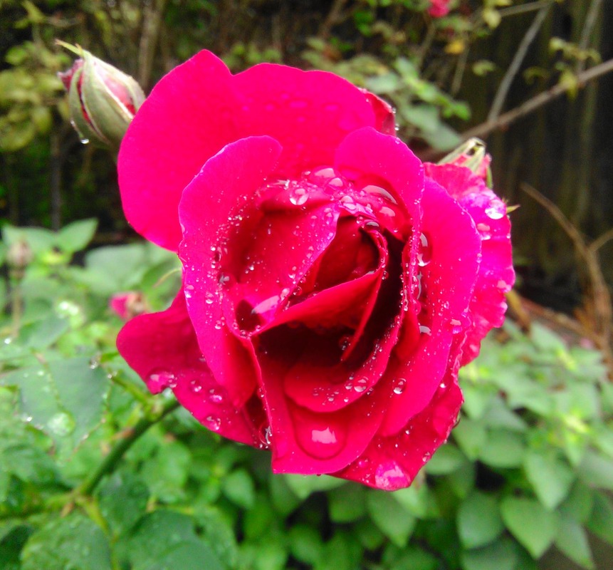 'Souvenir de Thérèse Levet' rose photo