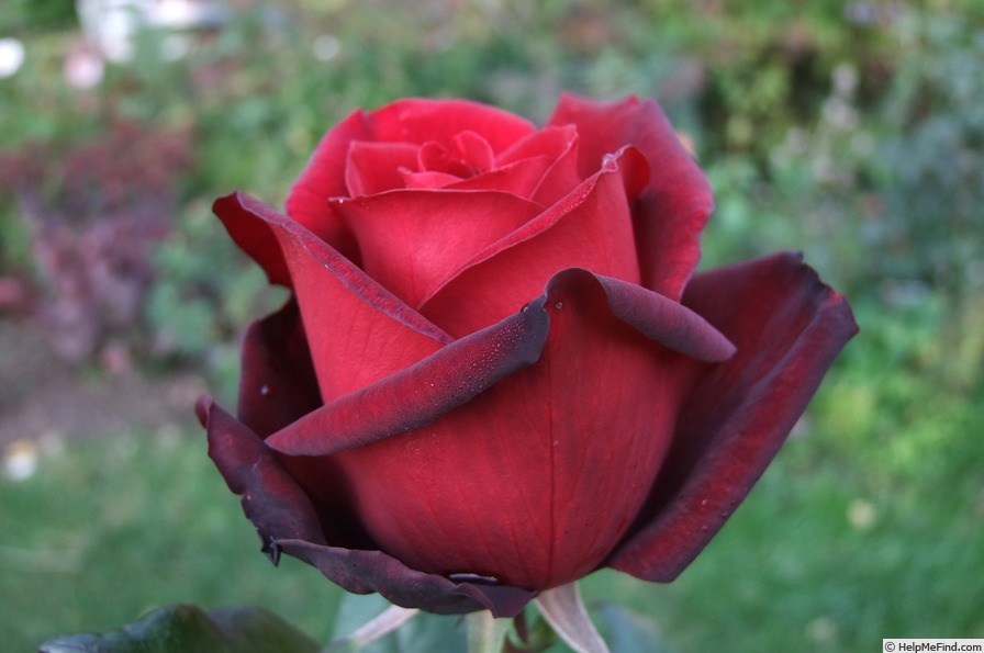'Barkarole ® (hybrid tea, Evers 1988)' rose, click to enlarge 'Barkarole ® (hybrid tea, Evers 1988)' rose photo
