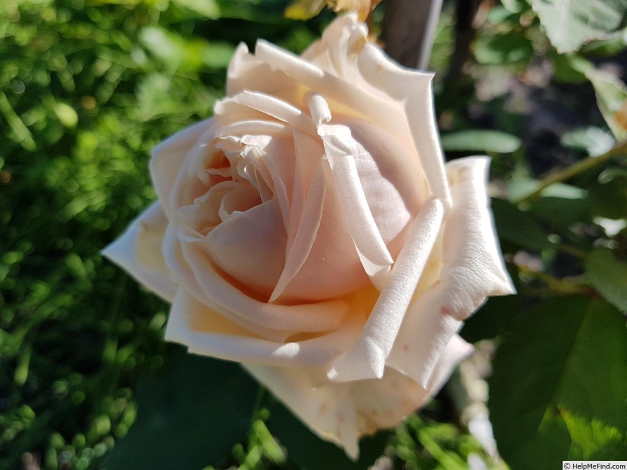 'Nardy' rose, click to enlarge 'Nardy' rose photo