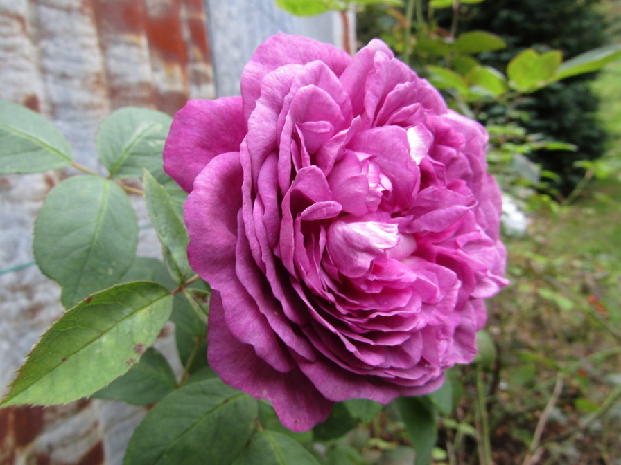 'Reine des Violettes (hybrid perpetual, Mille-Mallet 1860)' rose photo