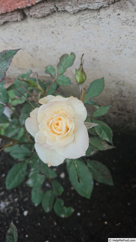 'Freja™ (mini-flora, Olesen/Poulsen, 2010)' rose photo
