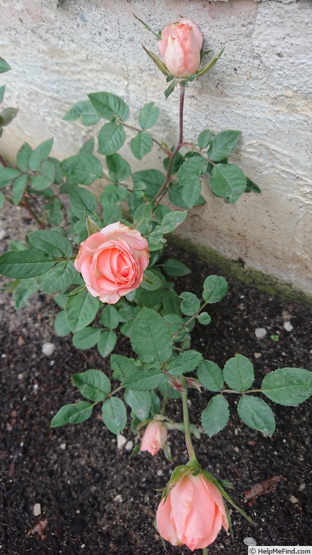 'Cinderella Kordana®' rose photo