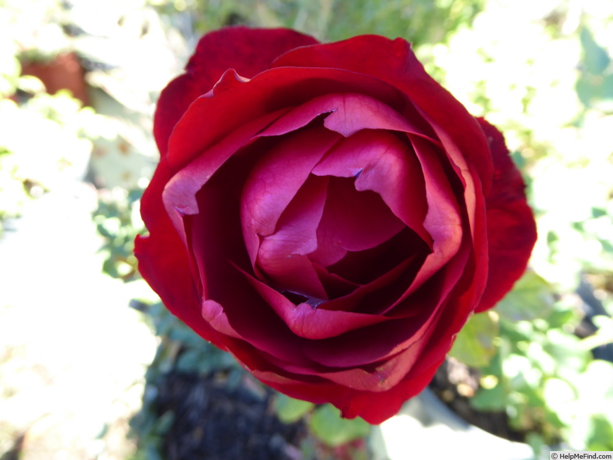 'Red Rose Ridge' rose photo