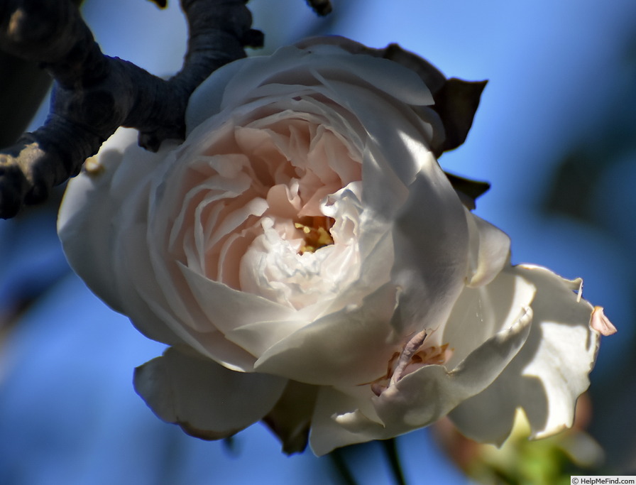 'Coquette des Blanches' rose photo